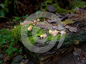 Psathyrellaceae - Coprinaceae, Brittlestems, Inkcaps Fungus  